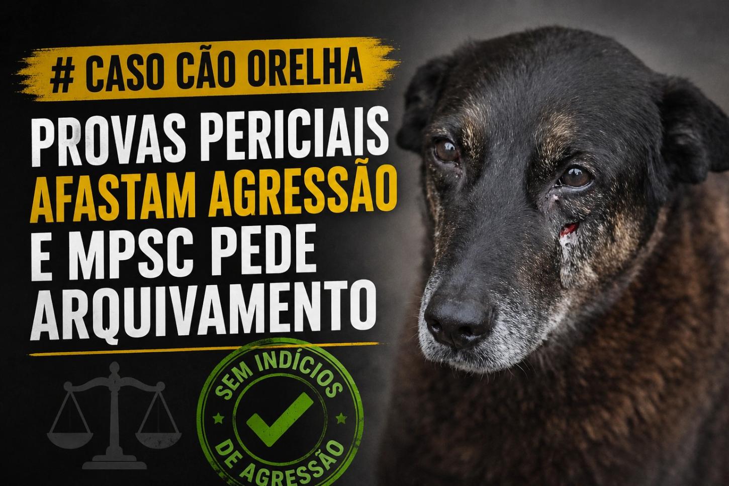 ​Caso Cão Orelha: Provas periciais afastam agressão e MPSC pede arquivamento