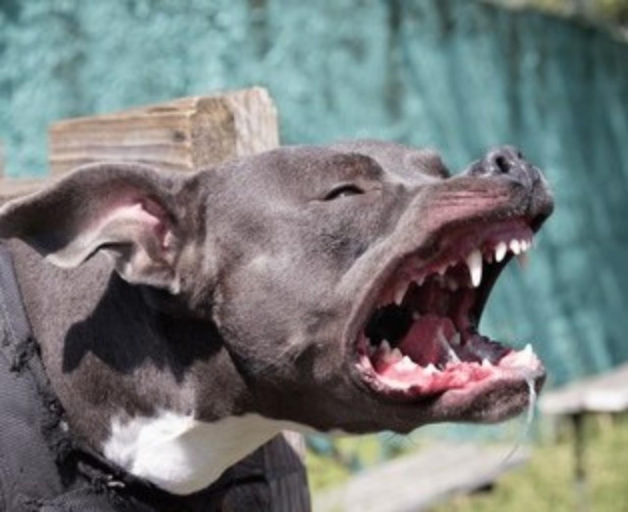Tutor de pitbulls é condenado a indenizar pedestre atacada por cães em Itaiópolis 