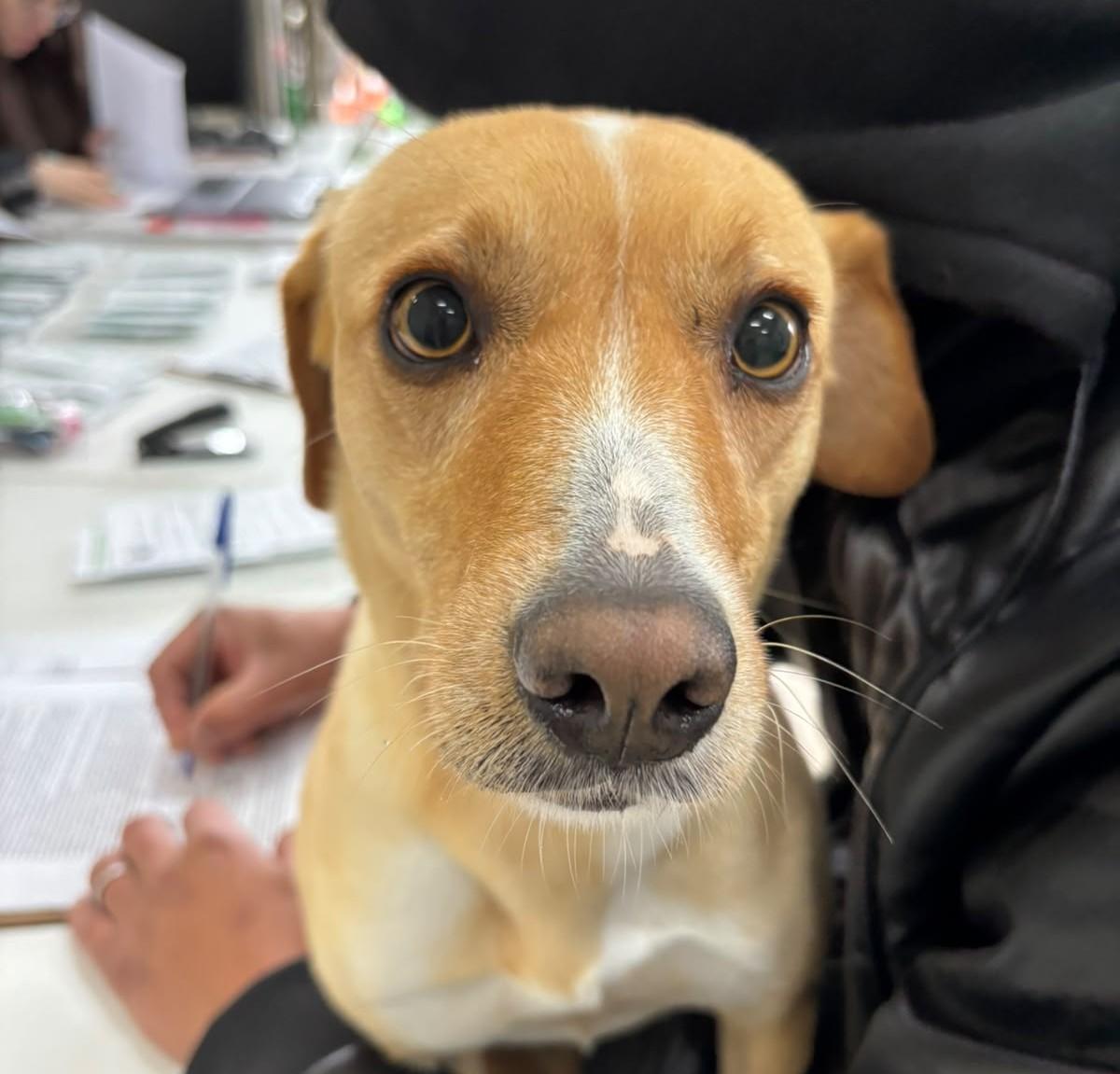 Programa Pet Levado a Sério encerra etapas com 1.778 animais castrados em São Bento do Sul