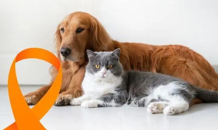 Abril Laranja: Conscientização contra a crueldade animal reforça a importância do bem-estar