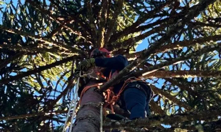 Colheita de pinhão quase termina em tragédia após Choque elétrico em Painel 