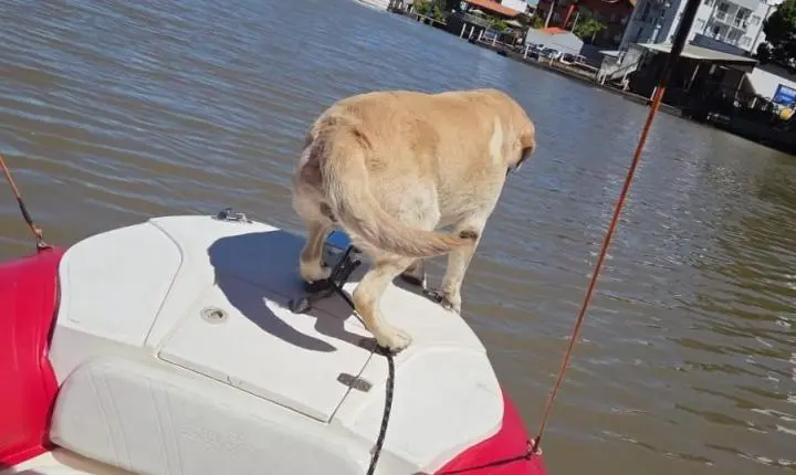 Cão de buscas localiza corpo no Rio Camboriú
