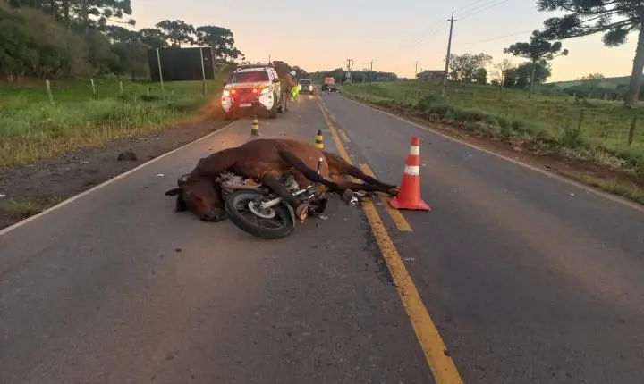 Motociclista morre após colisão com cavalo e ser arrastado por carro na SC-452