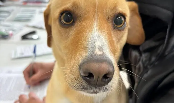 Programa Pet Levado a Sério encerra etapas com 1.778 animais castrados em São Bento do Sul