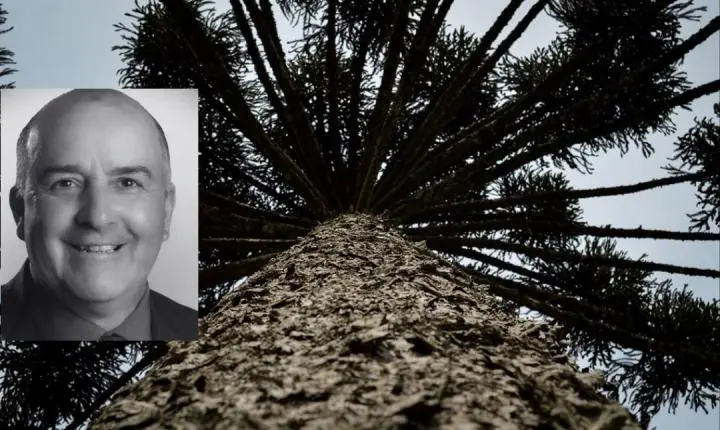 Queda de pinheiro termina em morte no interior de Painel SC 