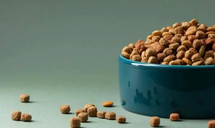 Seu cachorro não para de se coçar? A ração pode ser a causa e muita gente não sabe